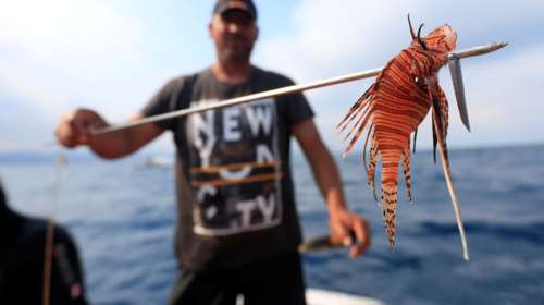 Τα λεοντόψαρα μετακόμισαν λόγω μοναξιάς
