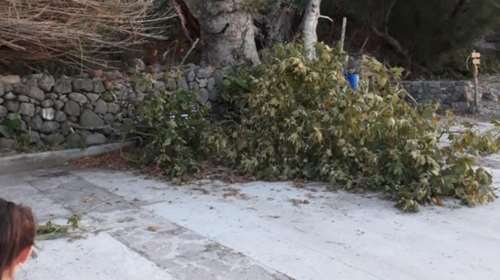 Δεν άντεξε ο πλάτανος-σύμβολο στη Σκάλα Συκαμιάς