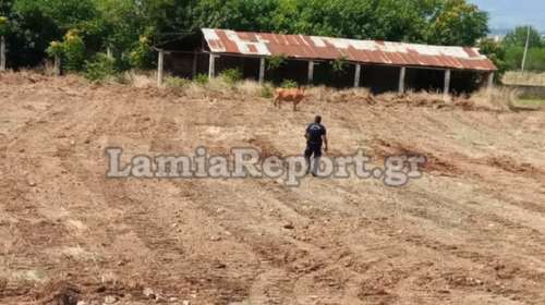 Ταύρος ...μαινόμενος έτρεχε στους δρόμους της Λαμίας