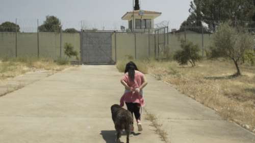 Πρόγραμμα-Σταθμός: Κρατούμενες εκπαιδεύουν αδέσποτα στη Θήβα