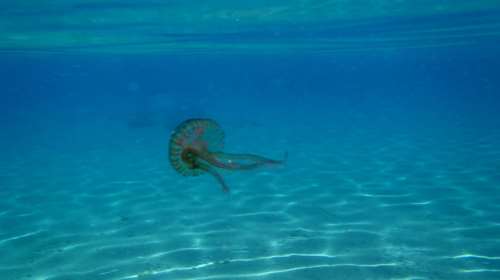 Δείτε με ένα κλικ ποιες ελληνικές παραλίες έχουν τσούχτρες