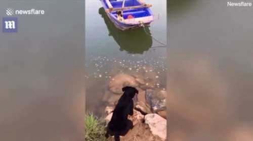 Η &quot;ηρωική&quot; διάσωση ενός σκύλου σε μία επαρχία της Κίνας