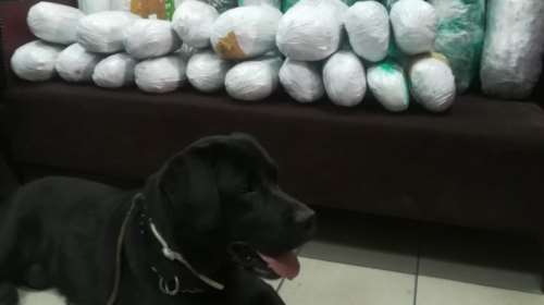 Θεσσαλονίκη:  Ο Άτλας βρήκε βρήκε 22 κιλά κάνναβης κρυμμένα σε κοντέινερ