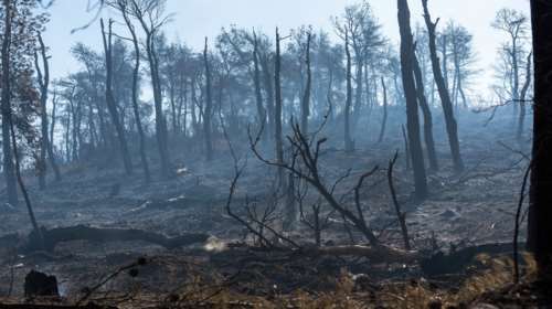 Αρνείται κάθε σχέση με τη φωτιά στην Εύβοια ο βασικός ύποπτος