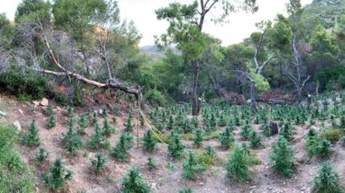 Σε εξέλιξη επιχείρηση στα Βίλια για διακινητές & φυτεία κάνναβης