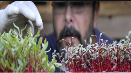 «Μικρός Καλλιεργητής»: Ο τραπεζικός που έγινε αγρότης