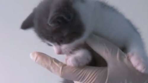 Κλωνοποιήθηκε για πρώτη φορά  γάτα, ανοίγοντας τον δρόμο για τα πάντα