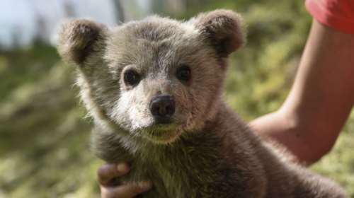 Κινητοποίηση για μικρό αρκουδάκι στα Ιωάννινα