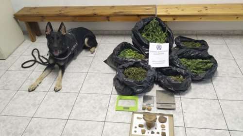 Ο Ακύλας &quot;ξετρύπωσε&quot; κάνναβη κρυμμένη σε ποιμνιοστάσιο