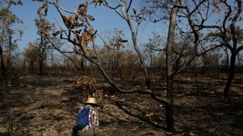 ΟΗΕ: 500 εκατ. δολάρια για τη σωτηρία των τροπικών δασών