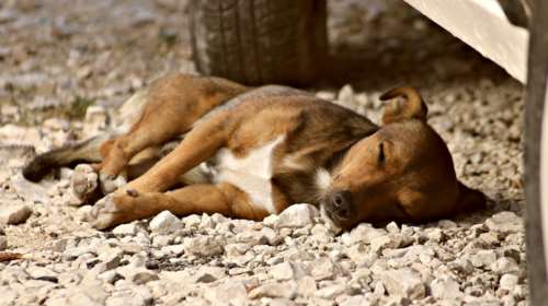 Τρεις συλλήψεις και πρόστιμα για ζώα συντροφιάς, σε Ρέθυμνο και Λασίθι