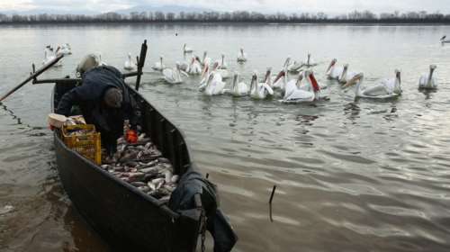 Στην Κερκίνη 73 από τις 90 νανόχηνες, που είναι ο συνολικός ευρ. πληθυσμός