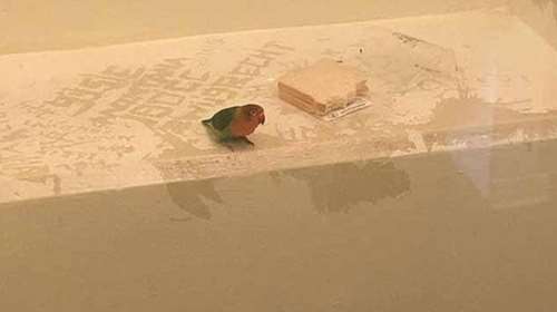 Παπαγαλάκι βρέθηκε στη φυλακή μαζί με τον ληστή-ιδιοκτήτη του