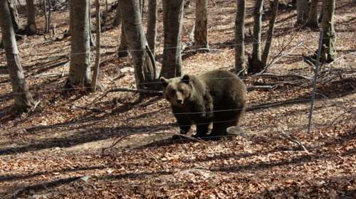 Μέτρα για την αρκούδα που κινείται πέριξ της Φλώρινας