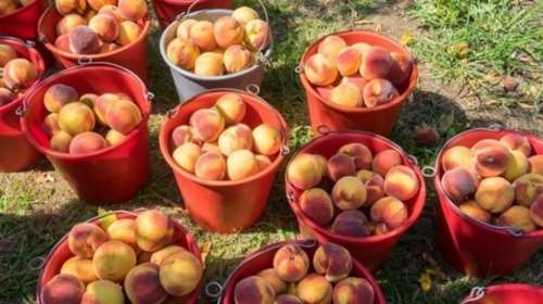 Με 50 εκατ. δολ. ζημιά, ξεκινά η εξαγωγική περίοδος για την κομπόστα