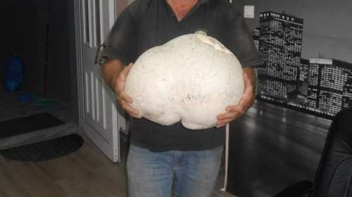 Μανιτάρι - γίγας 11 κιλών εντοπίστηκε στα Γρεβενά