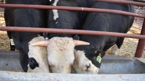 Δημιουργήθηκαν με γενετική τροποποίηση ταύροι χωρίς κέρατα