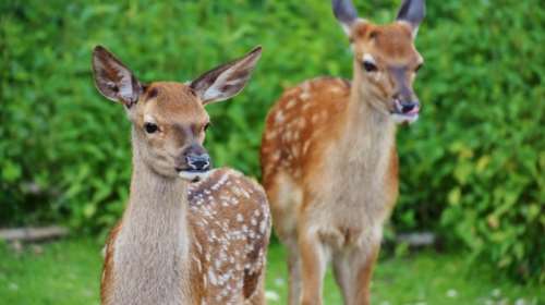 Κατερίνη: Επιθεση από αδέσποτα σκυλιά δέχθηκαν τα επτά νεκρά ελάφια