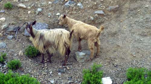 Welt: Οι κατσίκες στη Σαμοθράκη καταστρέφουν το νησί