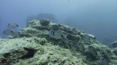 «Εισβολή» ψαριών από την Ερυθρά Θάλλασα - Ετοιμάζονται οδηγίες