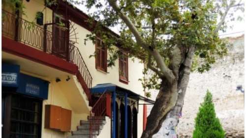 Πλάτανος ηλικίας... 828 ετών στη Θεσσαλονίκη