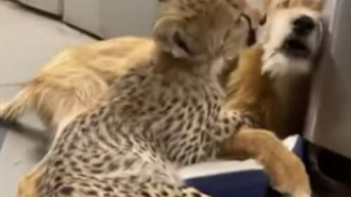 Η ασυνήθιστη φιλία που έχει γίνει viral: Το τσιτάχ &amp; ο σκύλος (βίντεο)