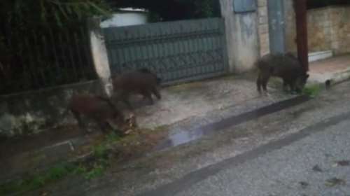 Αγριογούρουνα κόβουν βόλτες στο Διόνυσο