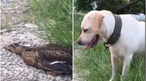 Πάπια για... Όσκαρ: Κάνει την ψόφια μέχρι να φύγει ο σκύλος