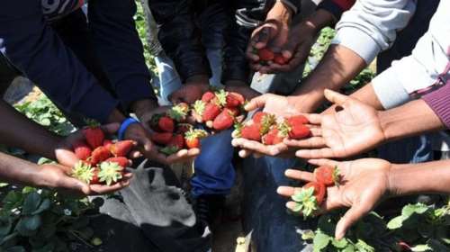 «Ματωμένες φράουλες» της Μανωλάδας: Έκλεισε οριστικά η υπόθεση