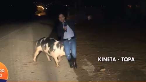 Γουρούνι κυνηγά ρεπόρτερ του Παπαδάκη σε ζωντανή σύνδεση [Βίντεο]