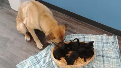 Αδέσποτη σκυλίτσα έσωσε από βέβαιο θάνατο νεογέννητα γατάκια