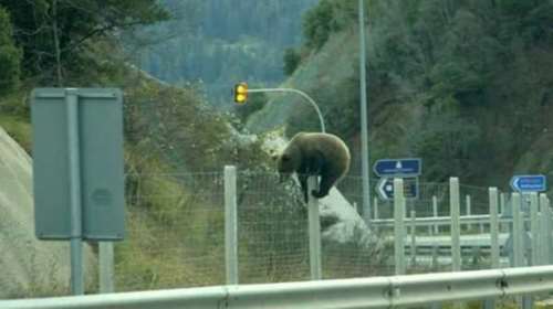 Η στιγμή που μια αρκούδα προσπαθεί να περάσει την Εγνατία Οδό