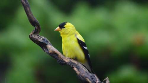 Ισραήλ: Προσπάθησε να περάσει τα σύνορα με 14 πουλιά στο παντελόνι του