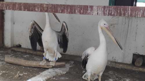 Ροδοπελεκάνοι μετανάστευσαν αεροπορικώς από Κύπρο σε Κερκίνη