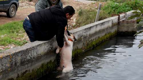 Θηροφύλακας σώζει σκύλο από αρδευτικό κανάλι στο Άργος