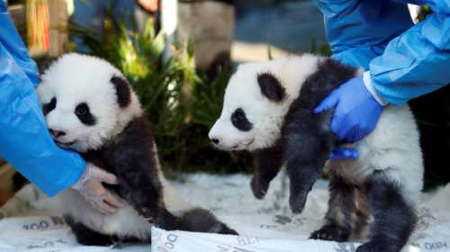 Βερολίνο: Ημέρα «βάφτισης» για τα δύο γιγάντια πάντα