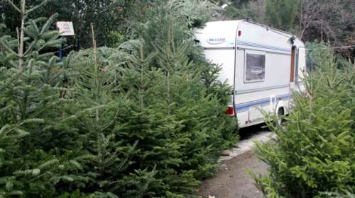 Δέντρα από τον Ταξιάρχη: Η ζωή στον δρόμο, τα παζάρια και οι προτιμήσεις