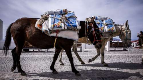 Στη Daily Mail οι επιστολές Βορίδη-Tommy Lee για τα γαϊδουράκια