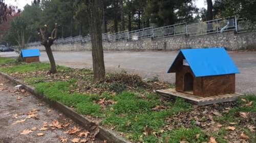 Σπιτάκια για τα αδεσποτάκια- Μια συγκινητική πρωτοβουλία του Δήμου Δίου