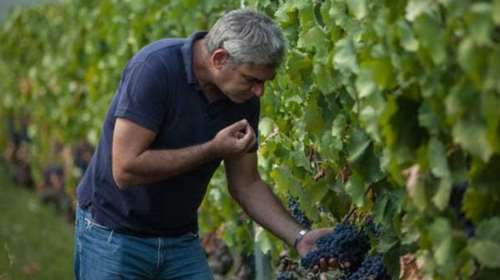 Τα καλύτερα κρασιά της δεκαετίας υπόσχεται ο τρύγος του 2019