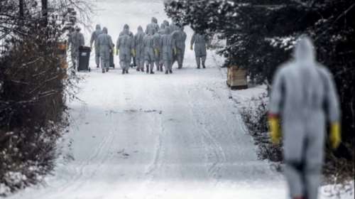 Πολωνία: Κρούσματα της γρίπης των πτηνών σε γαλοπούλες