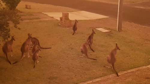 Αυστραλία: 500 εκατομμύρια ζώα θύματα των φονικών πυρκαγιών