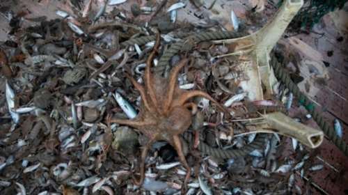 800 κιλά απορριμμάτων &quot;ψαρεύτηκαν&quot; από τον Θερμαϊκό