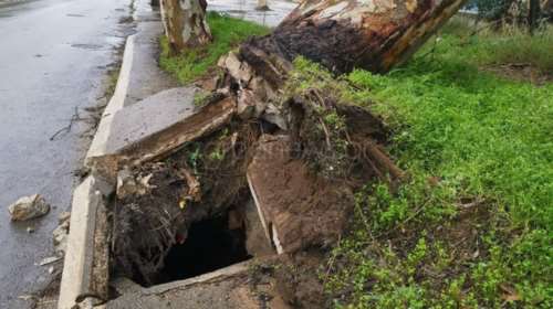Χανιά: Κατολισθήσεις και απεγκλωβισμοί - ξεριζώθηκαν δέντρα