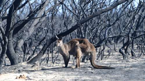 Έλληνες της Αυστραλίας: Είναι ασύλληπτο αυτό που ζούμε