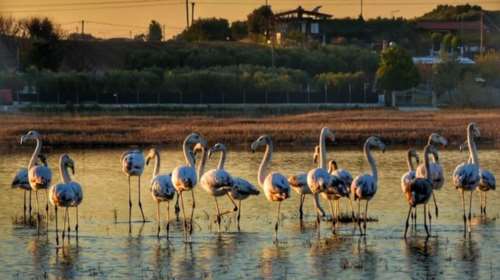 Υπέροχα φλαμίνγκο στον  υγρότοπο του Αγίου Μάμα-Εικόνες