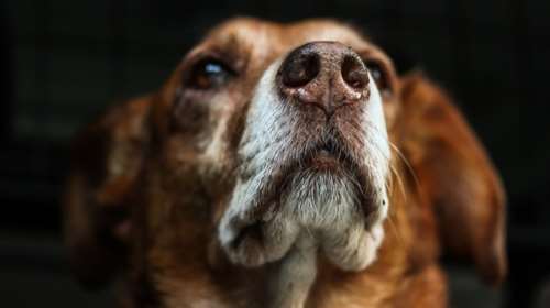 Φρίκη: Κρέμασαν σκυλάκο από δέντρο σε χωριό της Τεγέας  