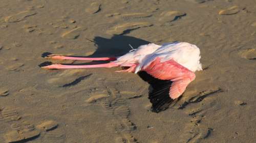 Σοκάρουν οι εικόνες με τα νεκρά φλαμίνγκο στην Κύπρο