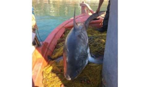 Έπιασαν καρχαριοειδές 4 μέτρων και 100 κιλών στον Παγασητικο [βίντεο]