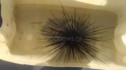 Σπάνιο είδος τροπικού αχινού έβγαλε ψαράς στα Χανιά [φωτό]